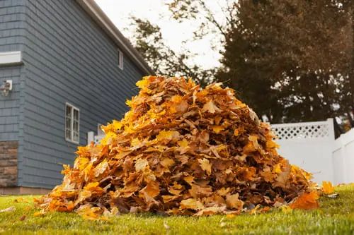 Leaf Removal