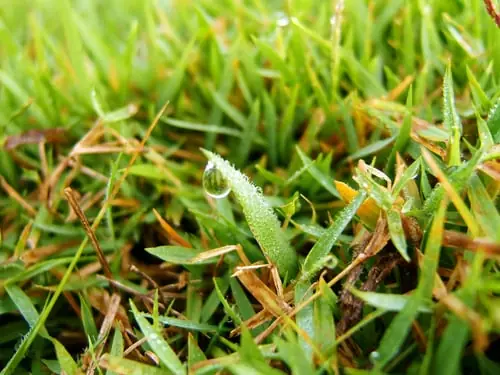 Weed Control, Seeding & Fertilization